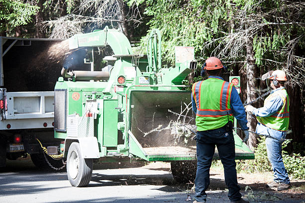 How Our Tree Care Process Works  in  Philo, IL