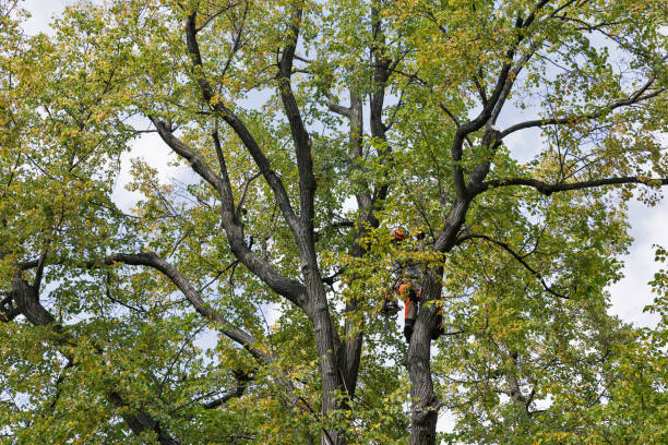 Trusted Philo, IL Tree Services Experts